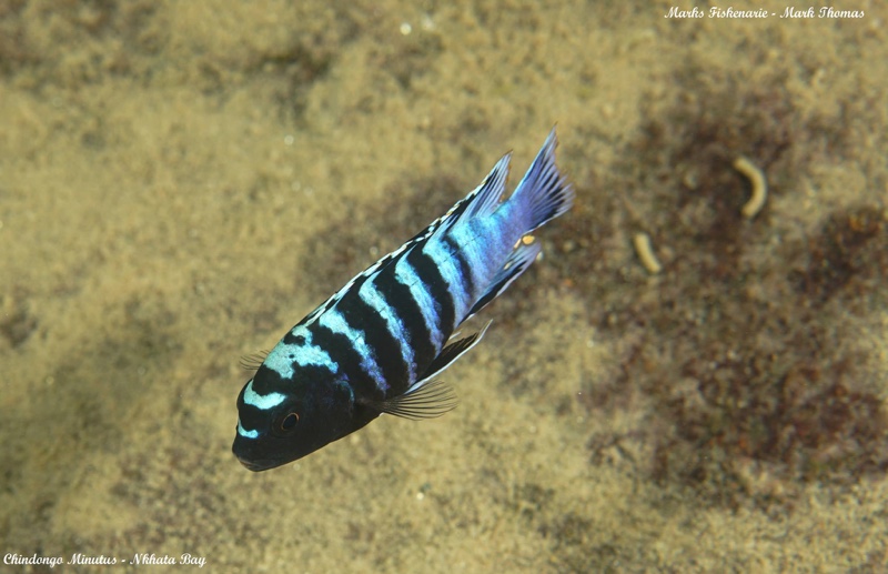 Chindongo minutus 'Nkhata Bay'